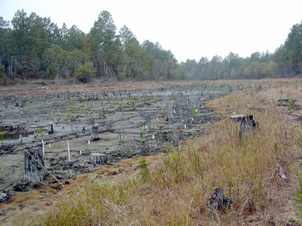 Beaver pond in SC planted with AWC transplants